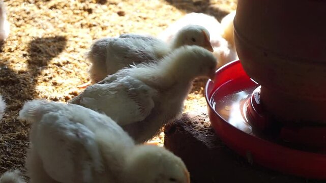 A group of broiler chickens drinking water, A flock of yellow chicks drinking water from a drinker on a farm, Chickens drinking water from a water pot on a poultry farm