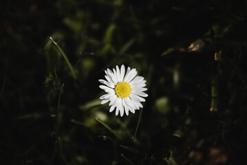 Einsame G&auml;nsebl&uuml;mchenbl&uuml;te &ndash; Naturminimalismus im Fokus