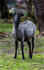 Sheared Heidschnucke domestic sheep on the lawn