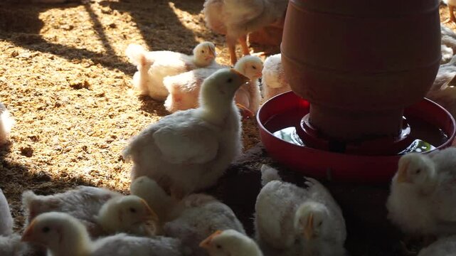 A group of broiler chickens drinking water, A flock of yellow chicks drinking water from a drinker on a farm, Chickens drinking water from a water pot on a poultry farm
