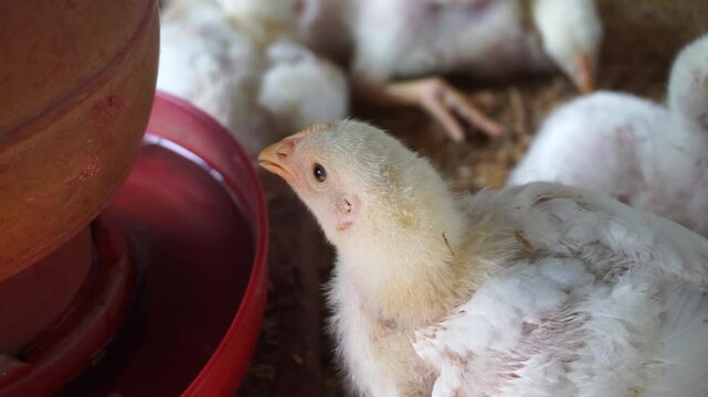 A group of broiler chickens drinking water, A flock of yellow chicks drinking water from a drinker on a farm, Chickens drinking water from a water pot on a poultry farm