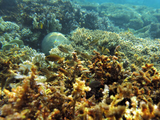 Juvenile Rabbitfish Siganus sp. feeding on a shallow coral reef