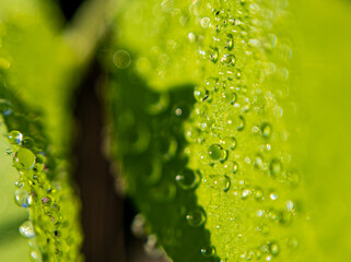 The Magic of Morning Dew: Water Drop on Leaf Close-Up. Nature&rsquo;s Perfection: A Macro Shot of Water on a Leaf