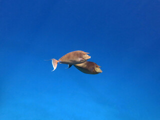 Two Bluespine unicornfish Naso unicornis  