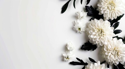 Elegant Chrysanthemum Blossom Perfect for Copy Placement