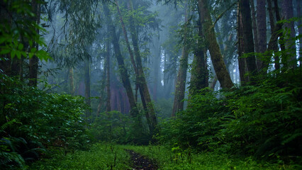Obraz premium Narrow path through foggy forest - wide shot