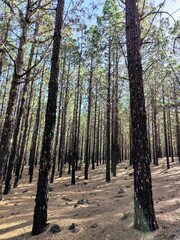 Obraz premium Thick forest of dark, tall trees with light green needles. Sunlight filters through, illuminating the scenery. Bright blue sky peeks between the towering trunks, creating a serene atmosphere.