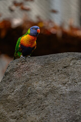 Lori mountain parrot on a rock.
