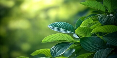 Fototapeta premium Discover the significance of kratom as a natural remedy in herbal therapies.