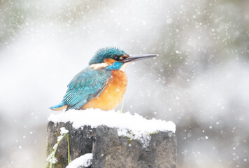 Common kingfisher perched on a snow in winter