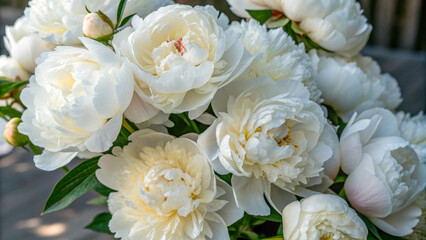 Obraz premium Bouquet of white peonies, delicate large petals, romance, close-up