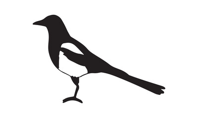 Obraz premium European starling icon silhouette vector illustration kitten icon logo cartoon character illustration doodle whiteCalligraphy t shirt design,Hand drawn lettering phrase, Silhouette,Isolated on white b