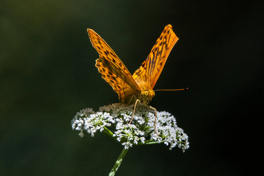 A Fritillary (Argynnis paphia) sipping nectar from an umbellifer at the edge of a mountain stream.