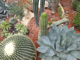 plante exotique