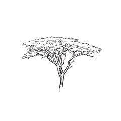 An African tree. Acacia tree. Hand drawn in black and white sketch.