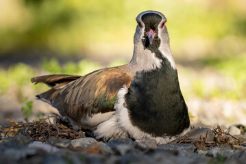 Fototapeta premium Tero con su pichón