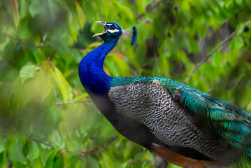 Naklejka premium Grito de pavo real