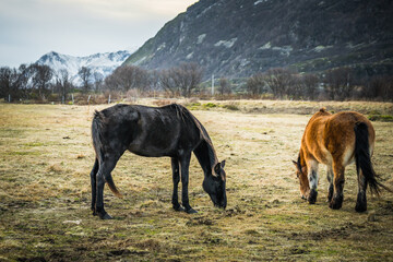 horses grazing in a field