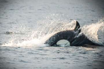 Orca in the nature of Norway
