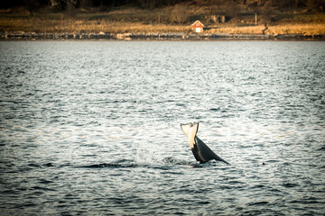 Orca in the nature of Norway