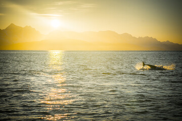Orca in the nature of Norway