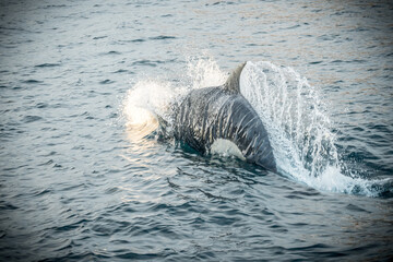 Orca in the nature of Norway