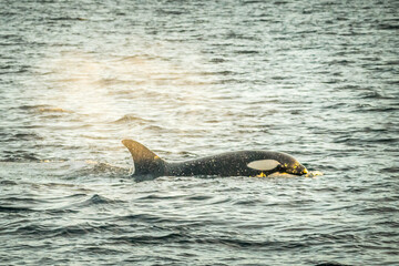 Orca in the nature of Norway