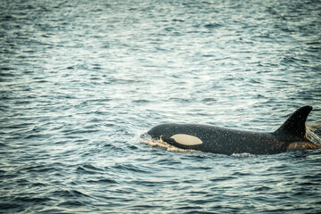 Orca in the nature of Norway