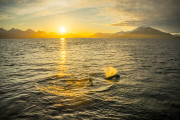 Orca in the nature of Norway