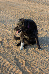 black dog sitting on gravel road