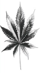 Detailed Pencil Drawing Of A Cannabis Leaf