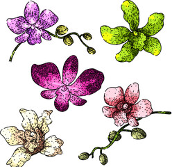 orchid set hand drawn. cattleya dendrobium, vanda cymbidium, miltonia oncidium orchid vector sketch. isolated color illustration