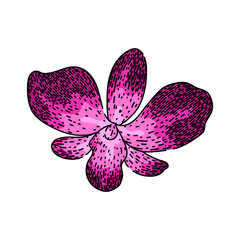 Fototapeta premium vanda orchid hand drawn. cymbidium miltonia, oncidium epidendrum, bulbophyllum brassia vanda orchid vector sketch. isolated color illustration