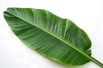 green leaf texture