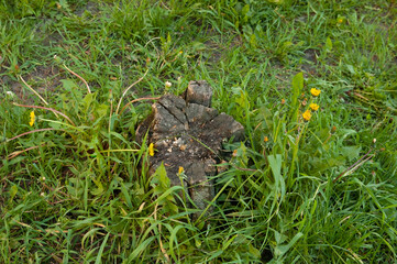 Obraz premium an old stump among green grass and yellow dandelions.