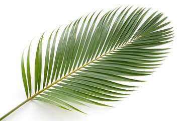 palm leaf isolated on white