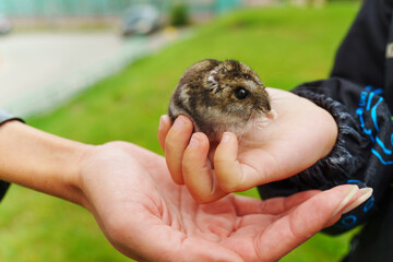 A gentle moment with a tiny rodent held in open hands outdoors on a sunny day, showcasing the connection between nature and friendship