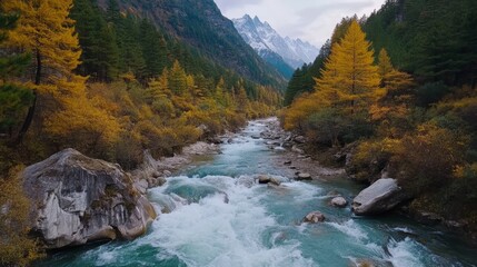 Nature landscape river in pine forest mountain valley,Snow Mountain is in daocheng yading,Sichuan,China.