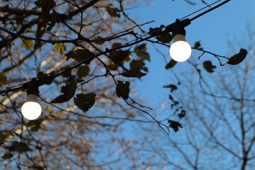 Charming Outdoor String Lights with Natural and Beautiful Nature Background Scene