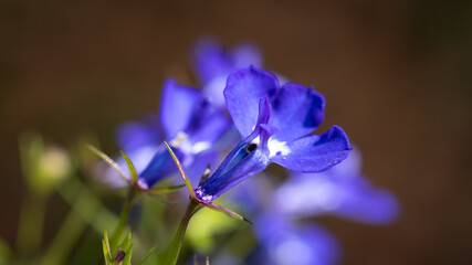 Autumn on the balcony and guests © Daro