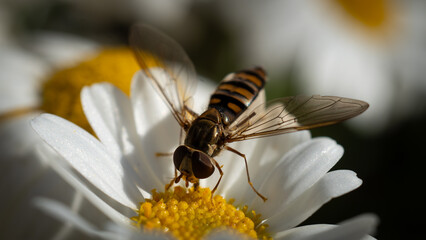Autumn on the balcony and guests © Daro