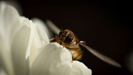 Autumn on the balcony and guests © Daro