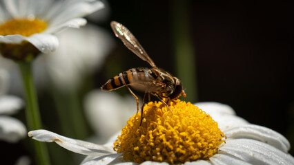 Autumn on the balcony and guests © Daro