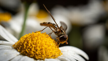Autumn on the balcony and guests © Daro
