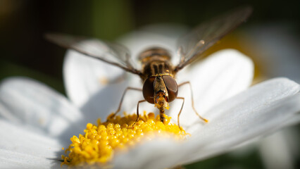Autumn on the balcony and guests © Daro