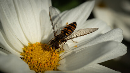 Autumn on the balcony and guests © Daro