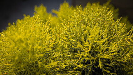 Autumn on the balcony and guests © Daro