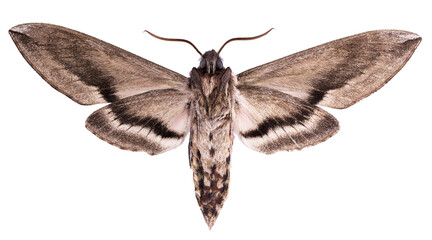The privet hawk moth - Sphinx ligustri (Linnaeus, 1758)