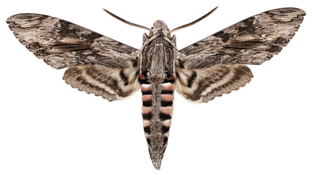 The convolvulus hawk-moth - Agrius convolvuli (Linnaeus, 1758)