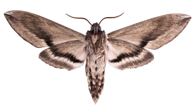 The privet hawk moth - Sphinx ligustri (Linnaeus, 1758)